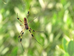 Trichonephila clavipes image