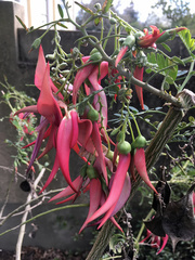 Clianthus puniceus