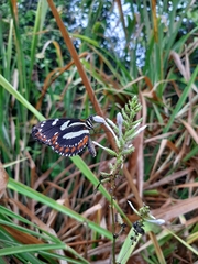 Heliconius atthis