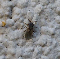 Geocoris pallens
