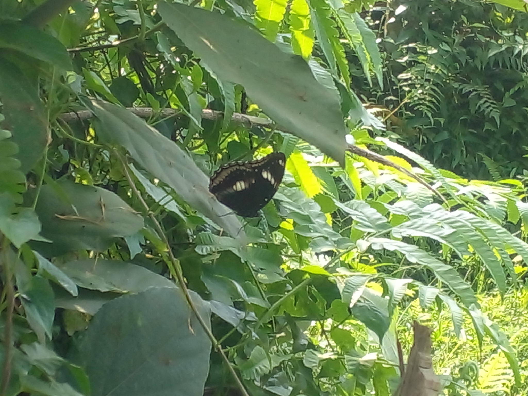 Great Eggfly