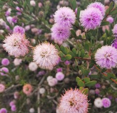 Melaleuca nesophila