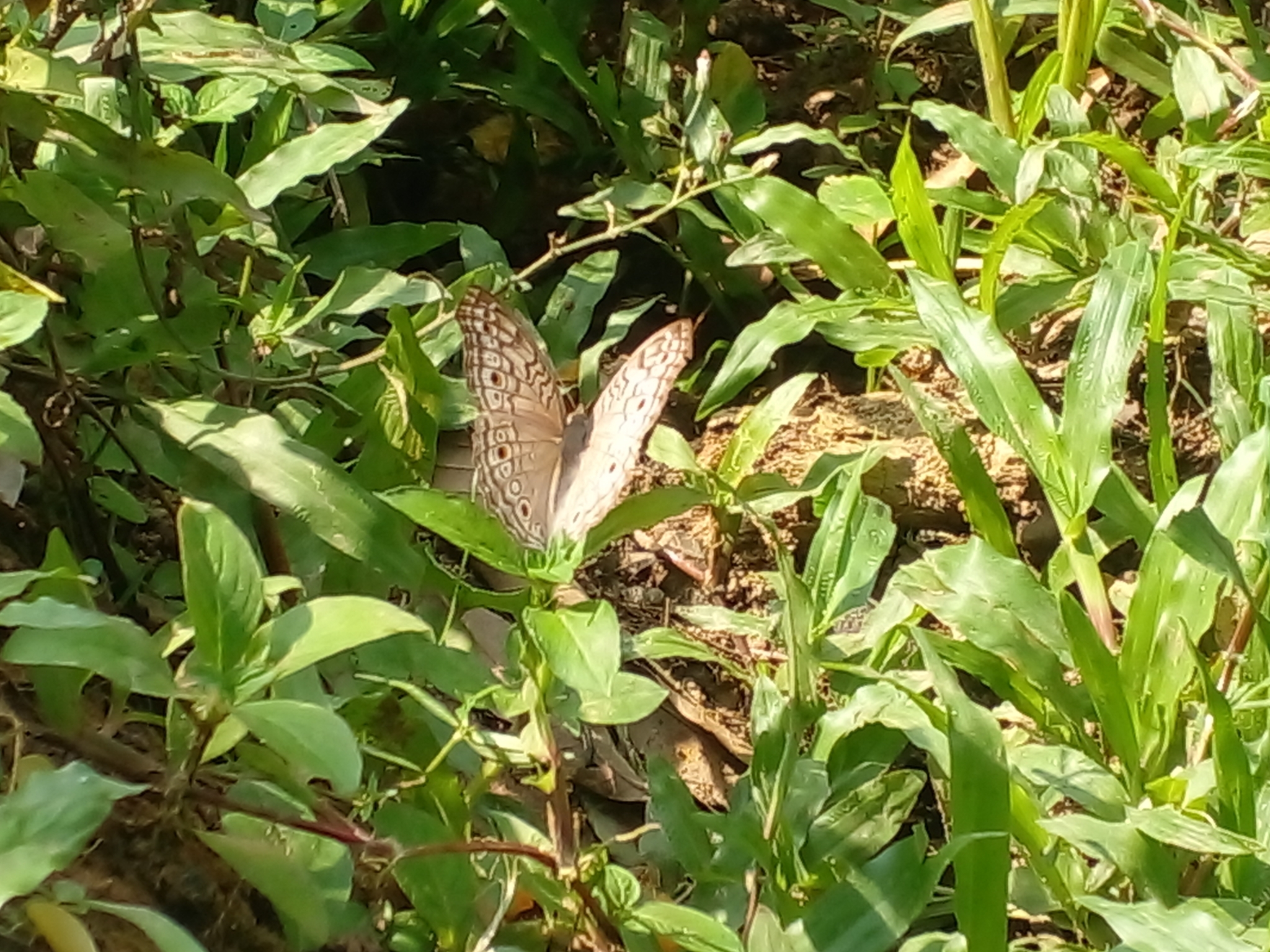 Common Five-Ring