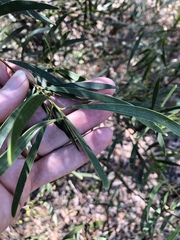 Acacia simsii