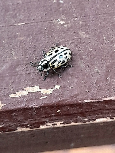 Spotted Willow Leaf Beetle photo 2