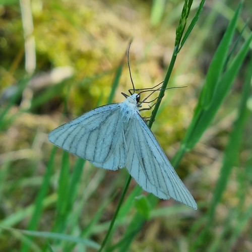 Photo of Black-veined Moth (Siona lineata)