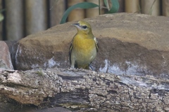 Icterus bullockii