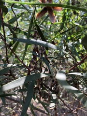 Acacia simsii