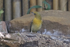 Icterus bullockii