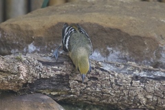 Icterus bullockii
