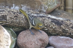 Icterus bullockii