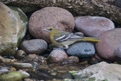 Icterus bullockii