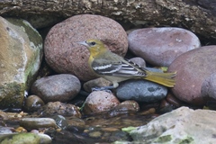 Icterus bullockii