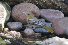 Icterus bullockii