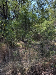 Acacia simsii