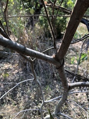 Acacia simsii
