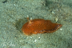 Madrella sanguinea