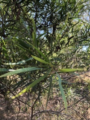 Acacia simsii