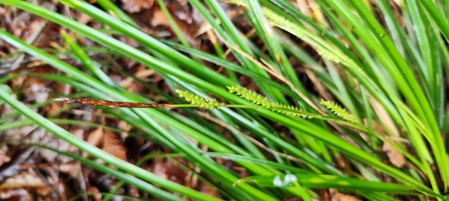 Kan Suge (Carex morrowii)