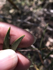 Acacia simsii