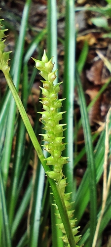 Carex morrowii, photograph 1