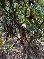 Acacia simsii