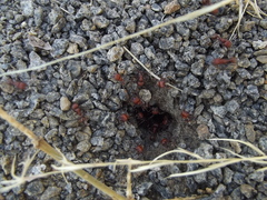 Pogonomyrmex tenuispinus