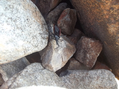 Dipetalogaster maximus