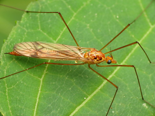 Nephrotoma abbreviata