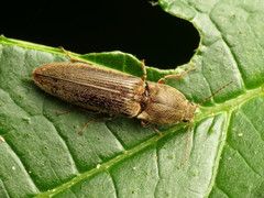 Gambrinus griseus