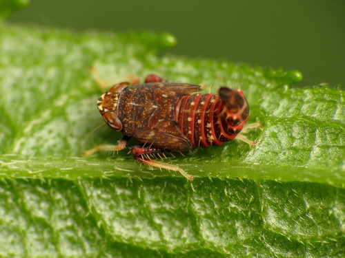 Japanese Leafhopper photo 6