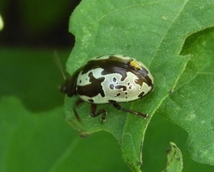 Calligrapha intermedia