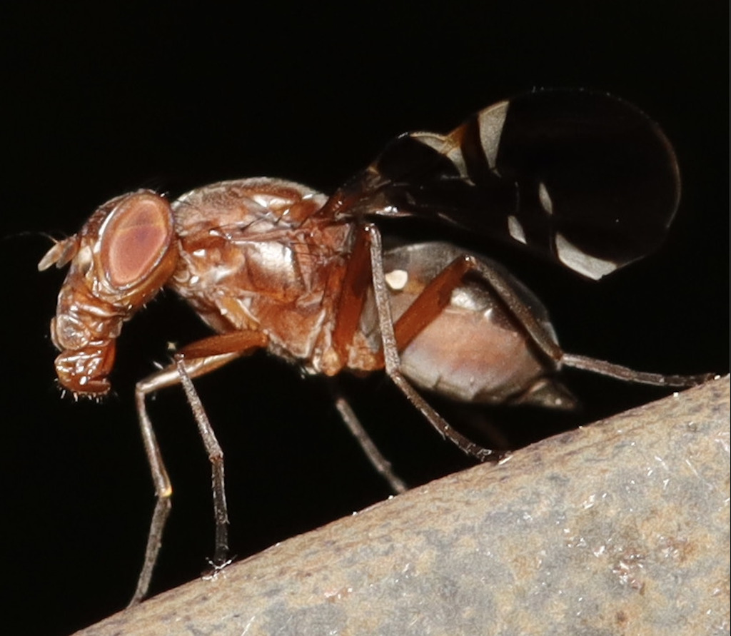 Winged Fly Common Picture-winged Fly from Westchester County, NY, USA on June 7 ...