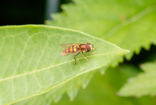 Broad-banded Aphideater photo 4