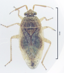 Romna pallida