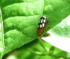 Disonycha scriptipennis