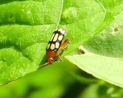 Disonycha scriptipennis