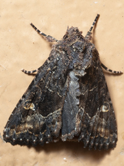 Neumichtis spumigera