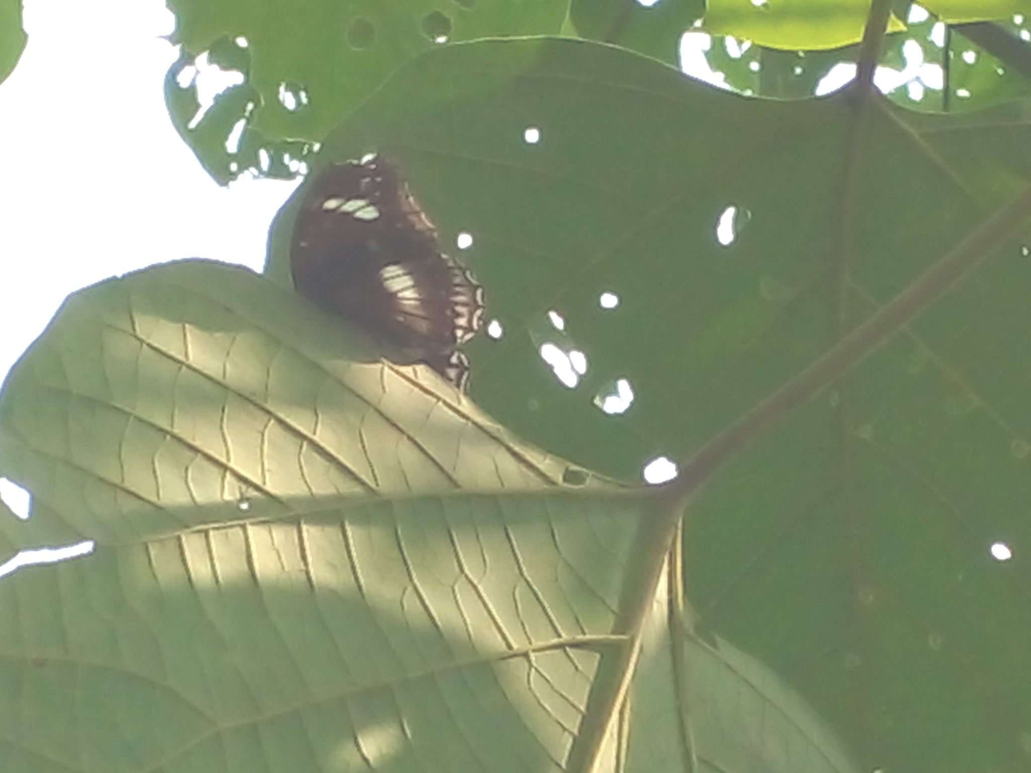 Great Eggfly