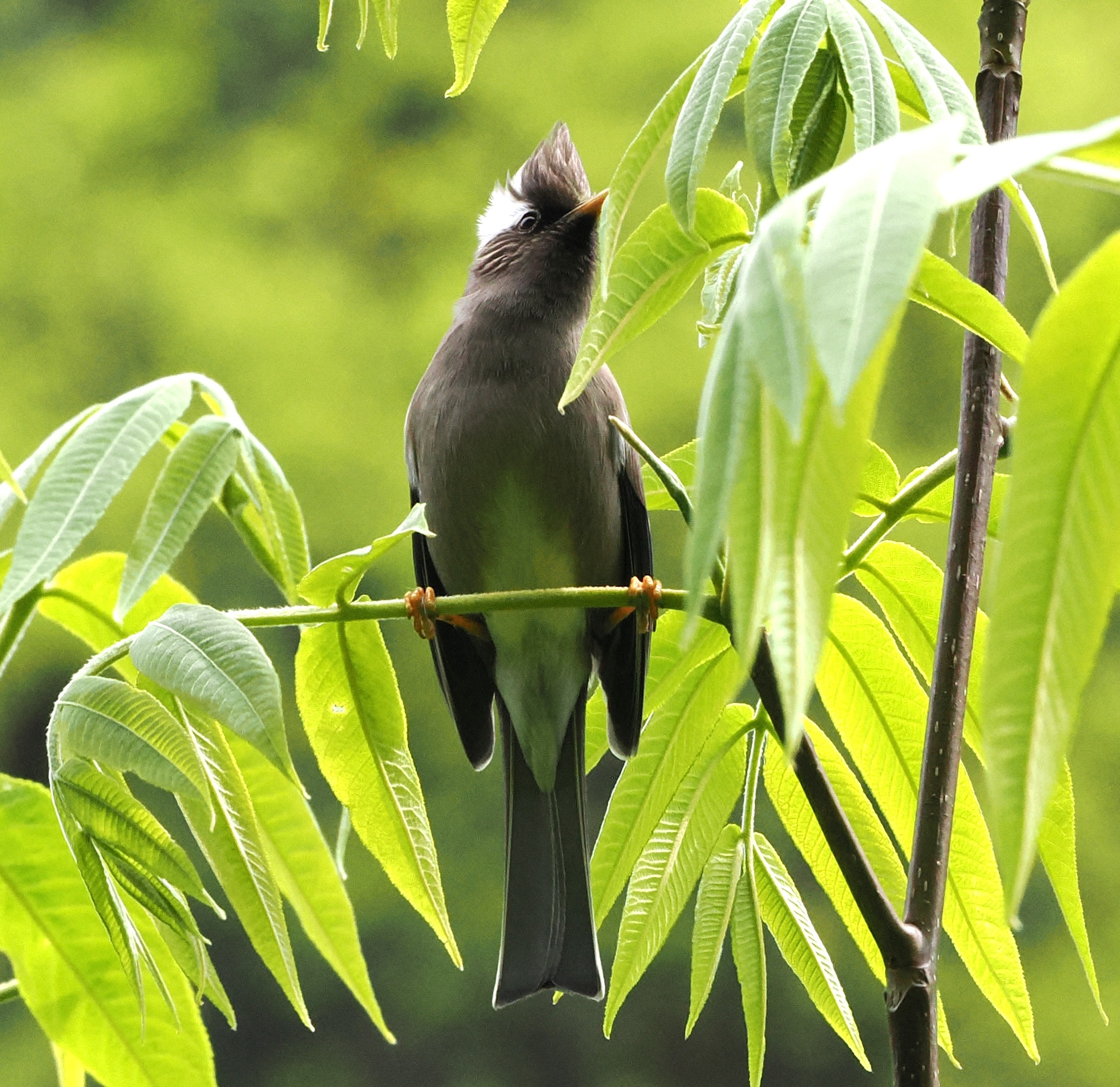 White-collared Yuhina