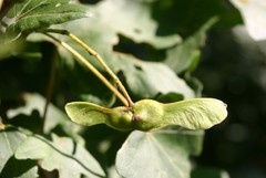 Ectoedemia louisella