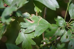 Lyonetia clerkella