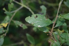 Lyonetia clerkella
