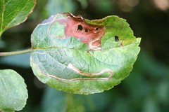 Lyonetia clerkella