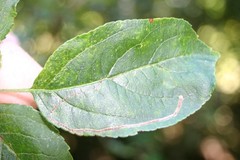Lyonetia clerkella