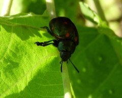 Leptinotarsa behrensi