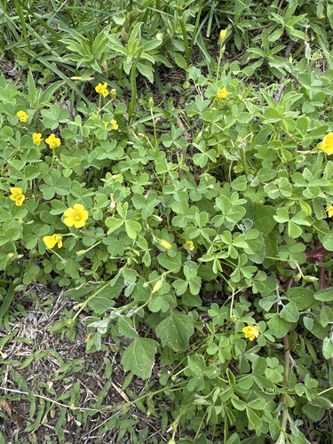 slender yellow woodsorrel