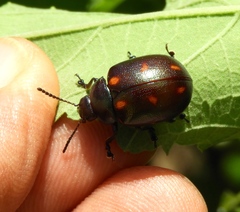 Leptinotarsa behrensi