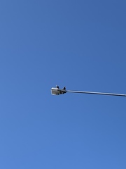 Columba livia domestica