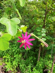 Passiflora reflexiflora